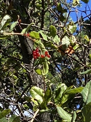 Lonicera hispidula