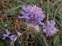 Scabiosa canescens