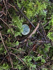 Lactarius aurantiosordidus