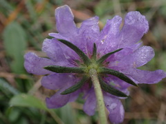 Scabiosa canescens