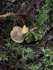 Lactarius aurantiosordidus