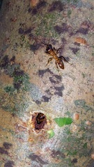 Pseudomyrmex viduus