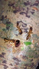 Pseudomyrmex viduus