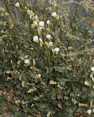 Sphaeralcea ambigua rosacea