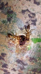 Pseudomyrmex viduus