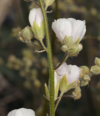 Sphaeralcea ambigua rosacea