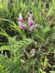 Astragalus crassicarpus