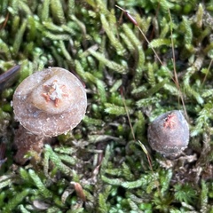 Calostoma ravenelii