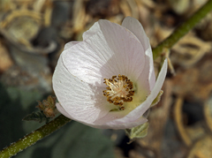 Sphaeralcea ambigua rosacea