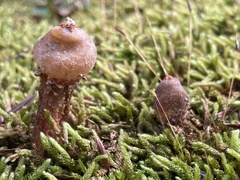 Calostoma ravenelii