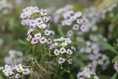 Lobularia