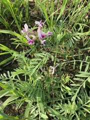 Astragalus crassicarpus