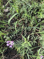 Astragalus crassicarpus