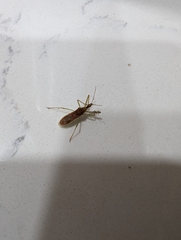 Zelus renardii