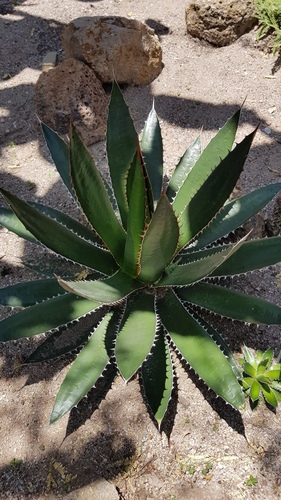 Agave obscura