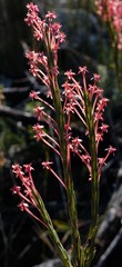 Struthiola eckloniana