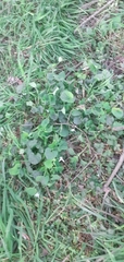 Dichondra repens