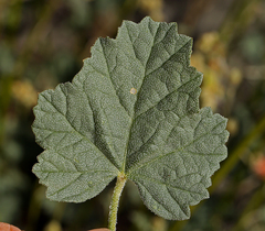Sphaeralcea ambigua rosacea