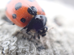 Coccinella undecimpunctata