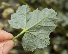 Sphaeralcea ambigua rosacea