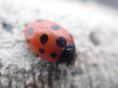 Coccinella undecimpunctata