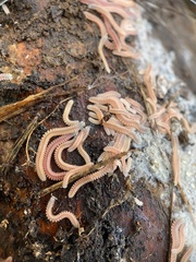 Gosodesmus claremontus