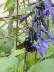 Xylocopa augusti
