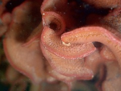 Watersipora subtorquata