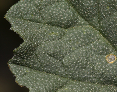 Sphaeralcea ambigua rosacea