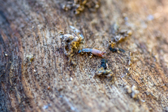 Forficula auricularia