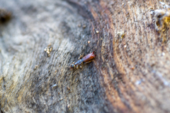 Forficula auricularia