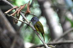 Culicicapa ceylonensis