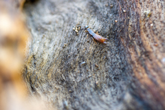 Forficula auricularia