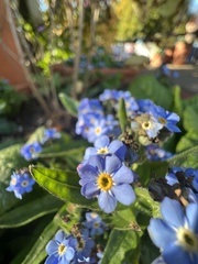 Myosotis arvensis