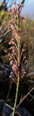 Struthiola eckloniana
