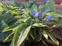Myosotis arvensis