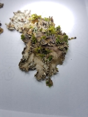 Peltigera elisabethae