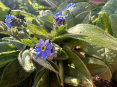 Myosotis arvensis