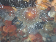 Corynactis californica