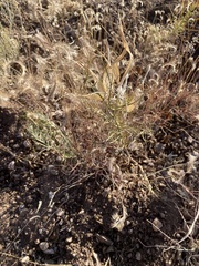 Asclepias subverticillata