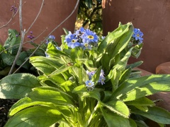 Myosotis arvensis