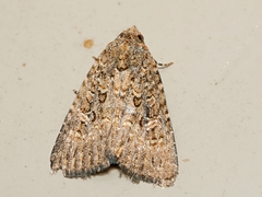 Hypoperigea tonsa
