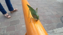 Philophyllia guttulata