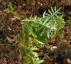 Agrimonia parviflora