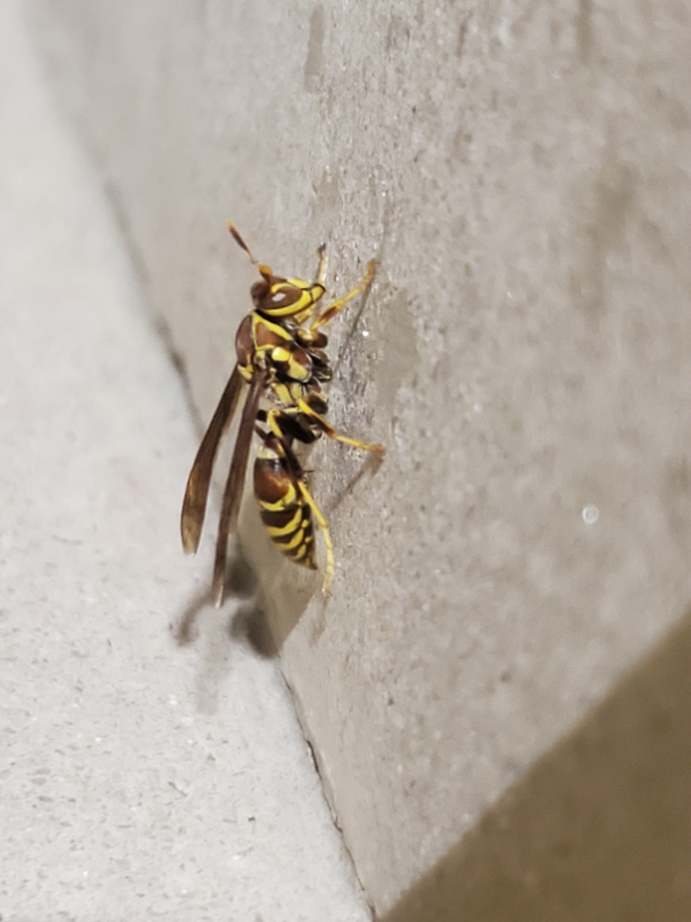 Guinea Paper Wasp From Virginia Beach, Va 23455, Usa On November 10 