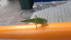 Philophyllia guttulata