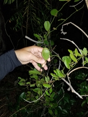 Smilax havanensis