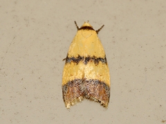 Heteroteucha translatella
