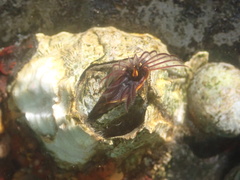 Balanus nubilus