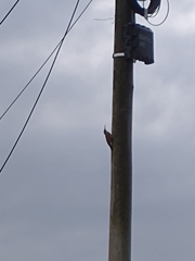 Lepidocolaptes angustirostris